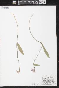 Pogonia ophioglossoides image