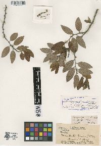 Diospyros ferrea image