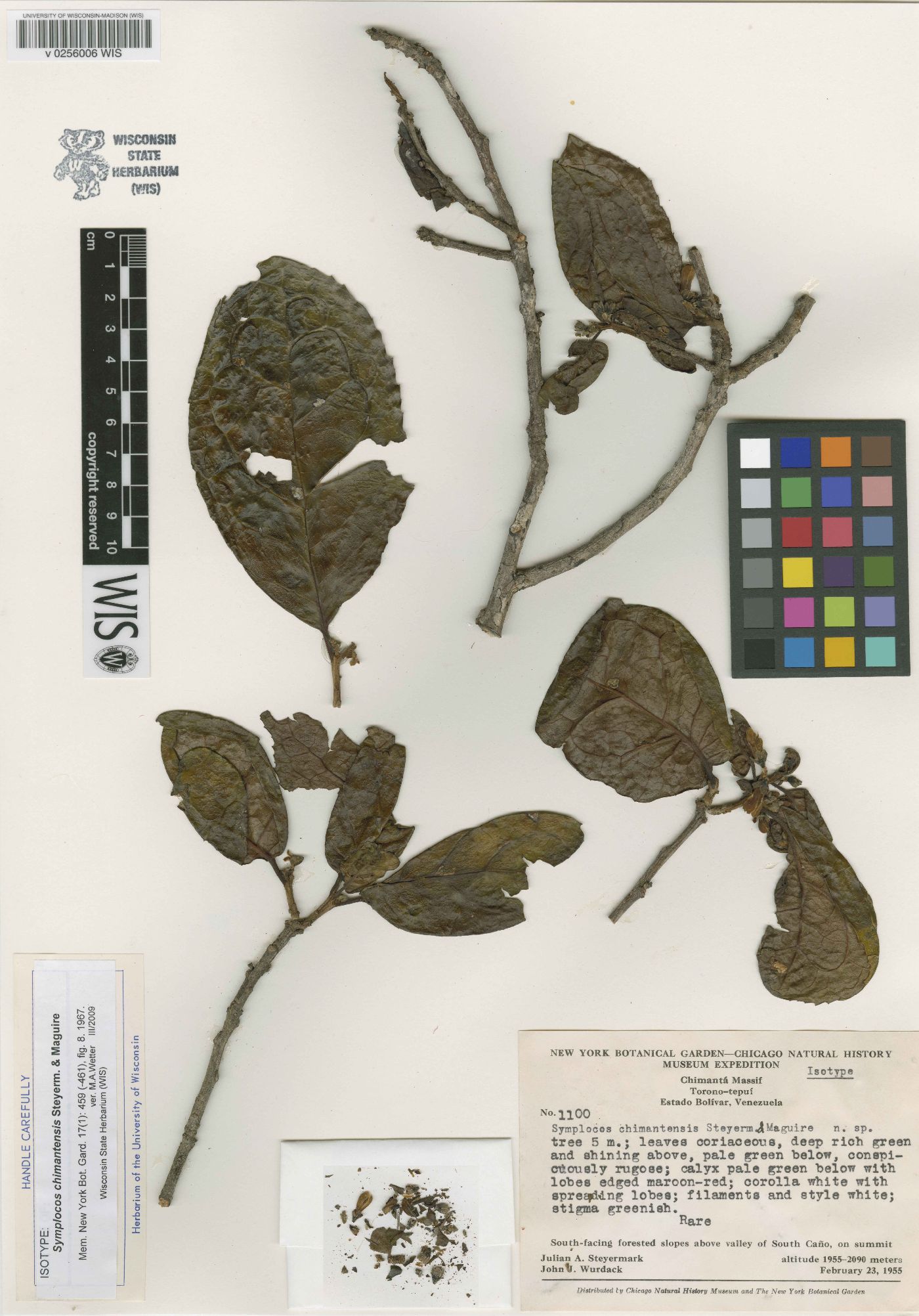 Symplocos chimantensis image