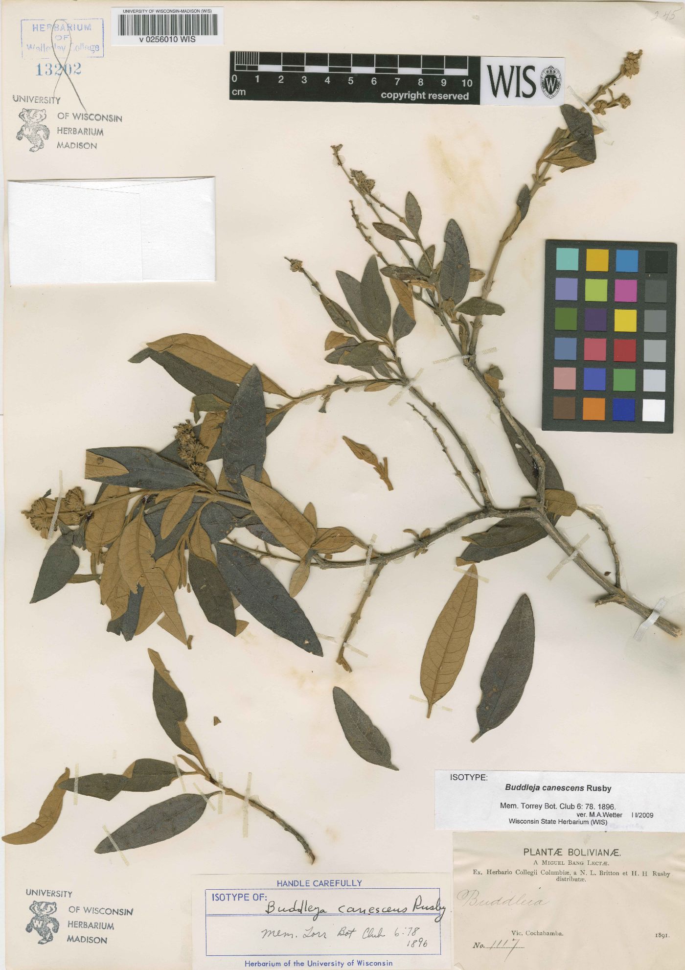 Buddleja tucumanensis image