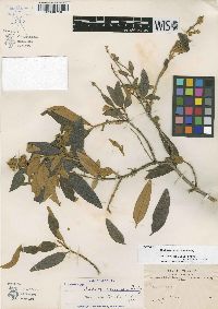 Buddleja tucumanensis image