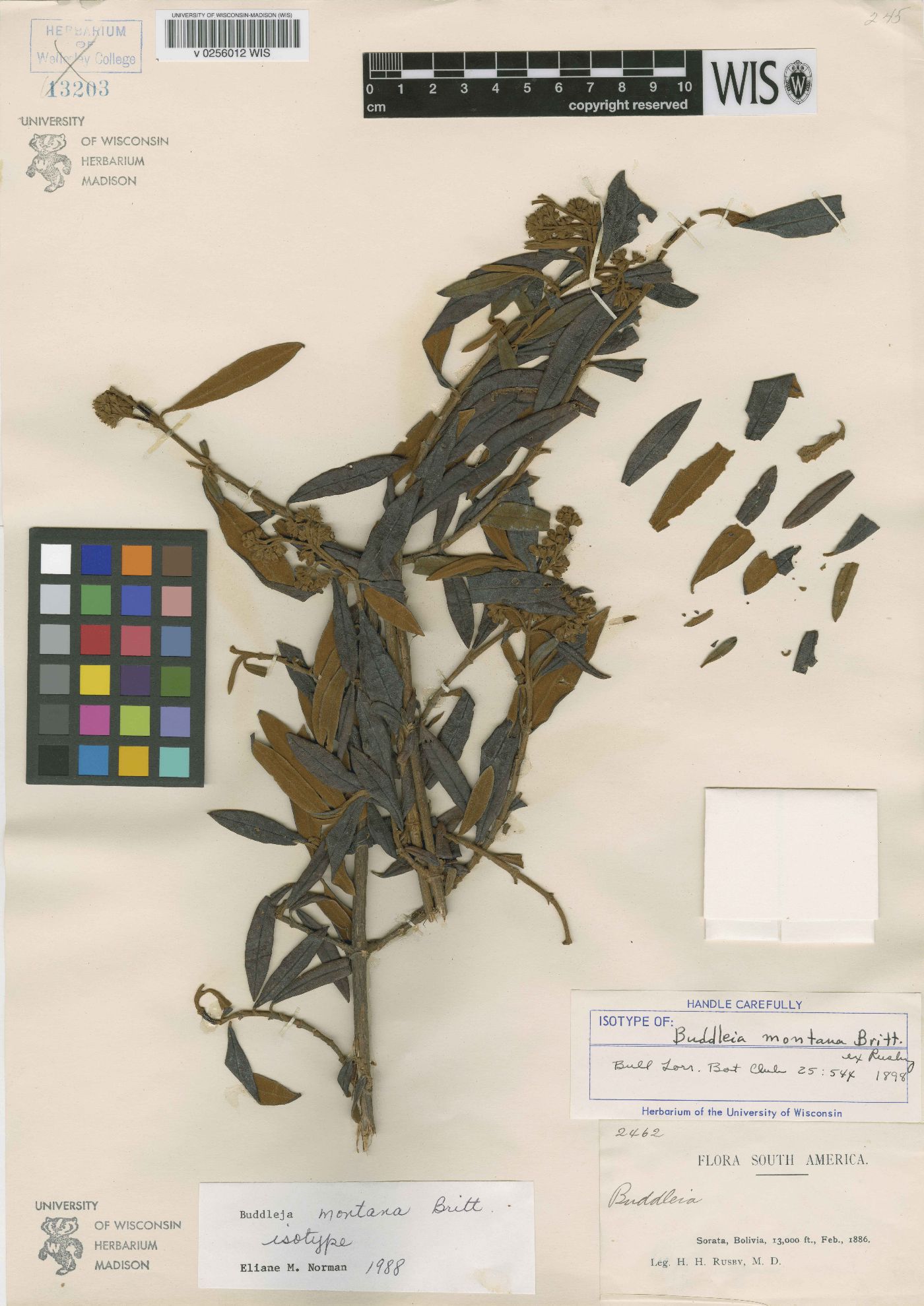 Buddleja montana image