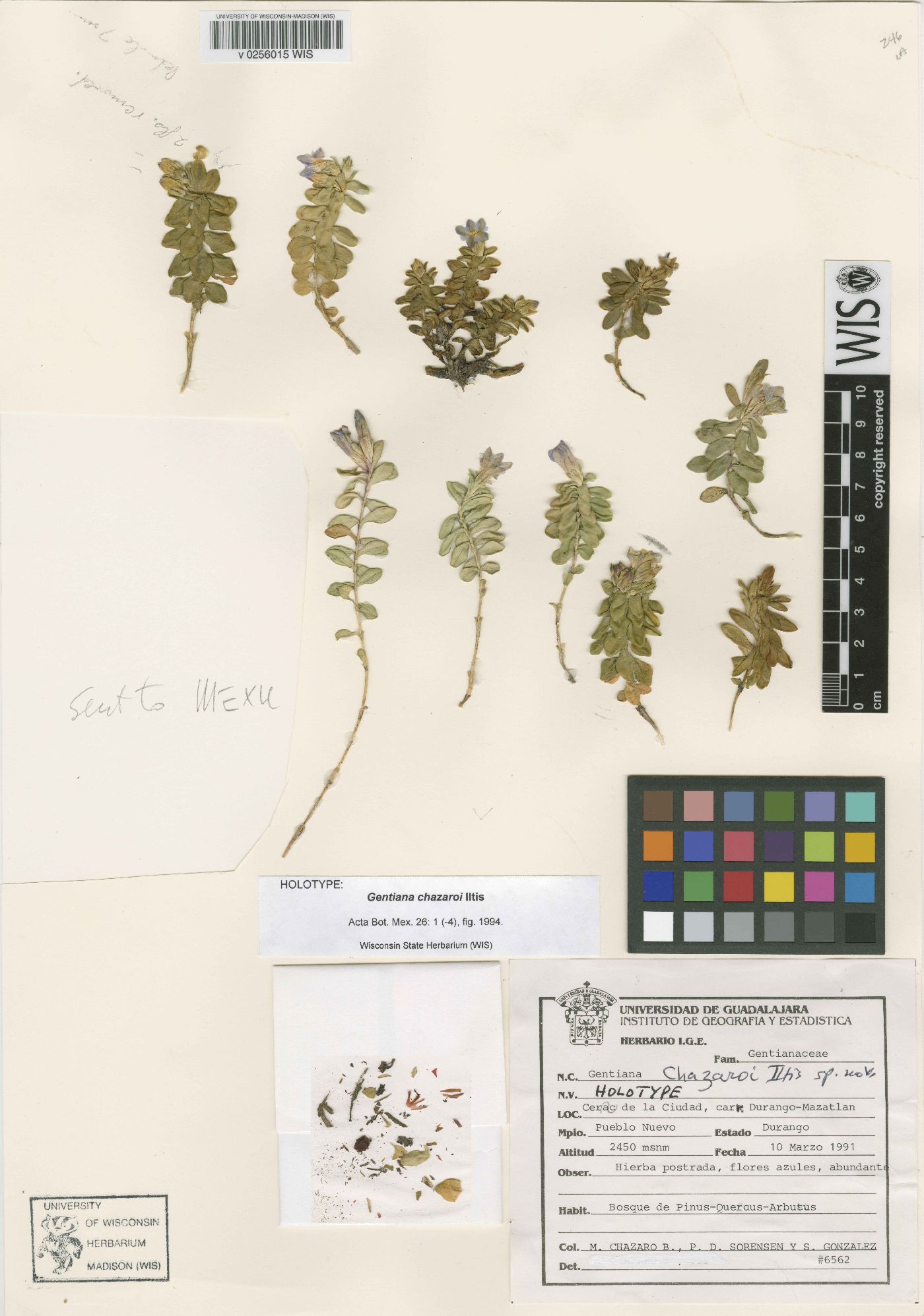Gentiana ovatiloba subsp. chazaroi image