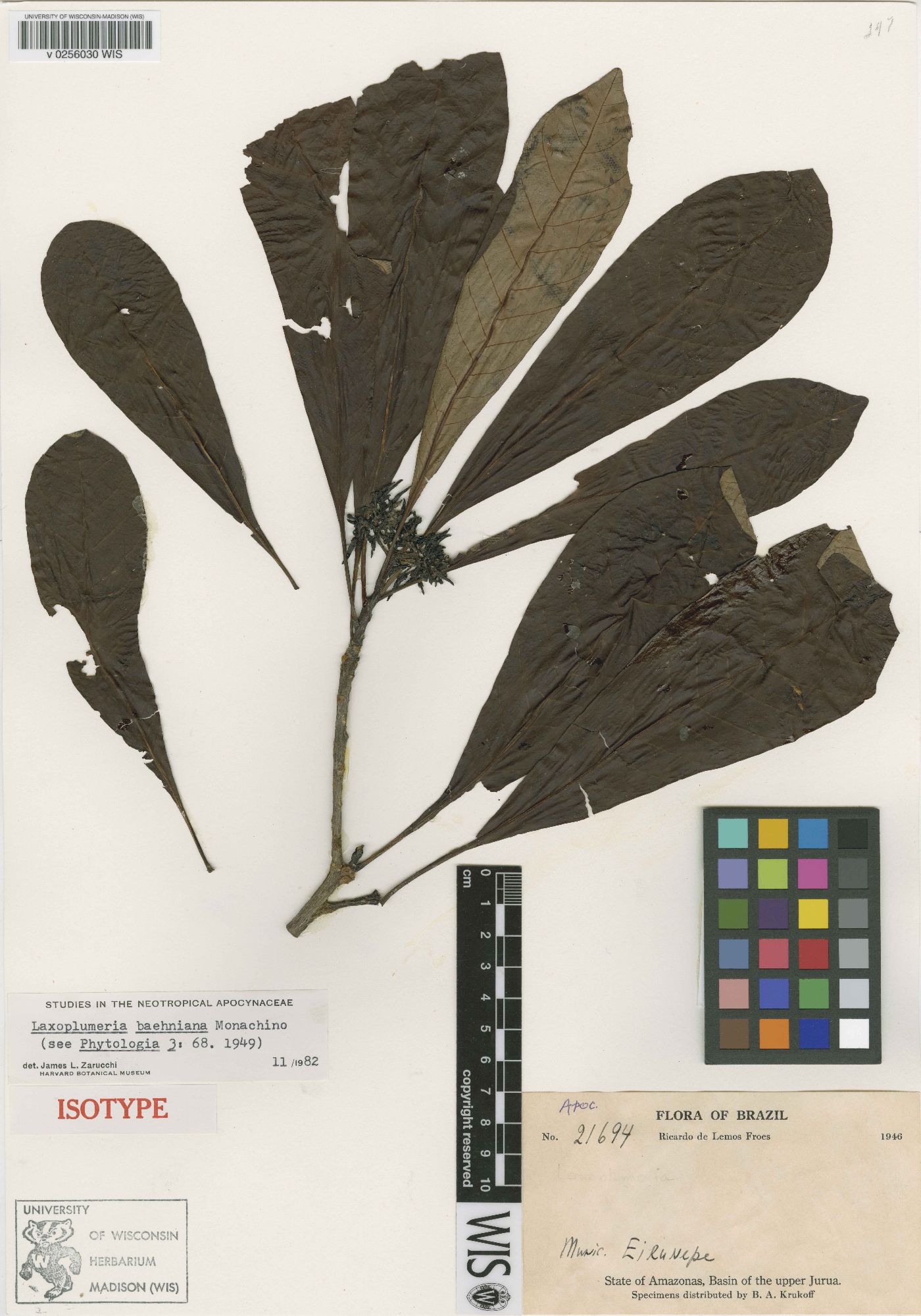 Laxoplumeria baehniana image