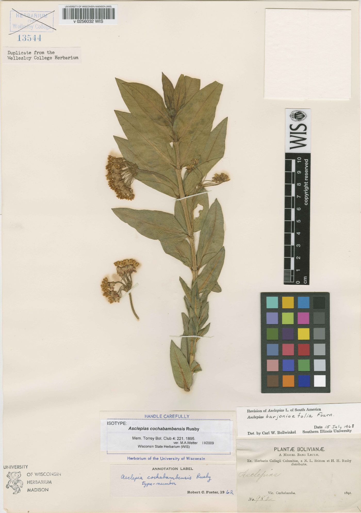 Asclepias barjoniifolia image