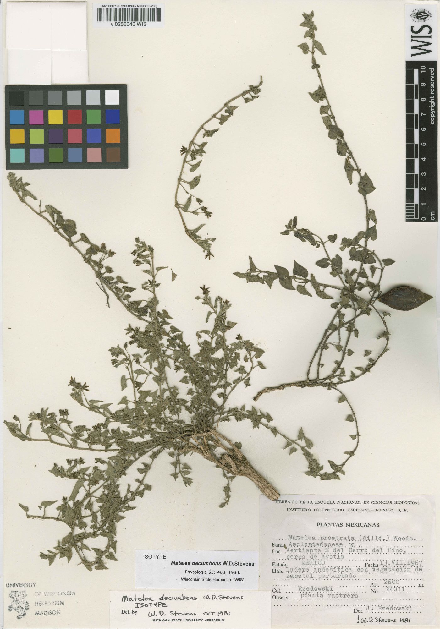 Matelea decumbens image