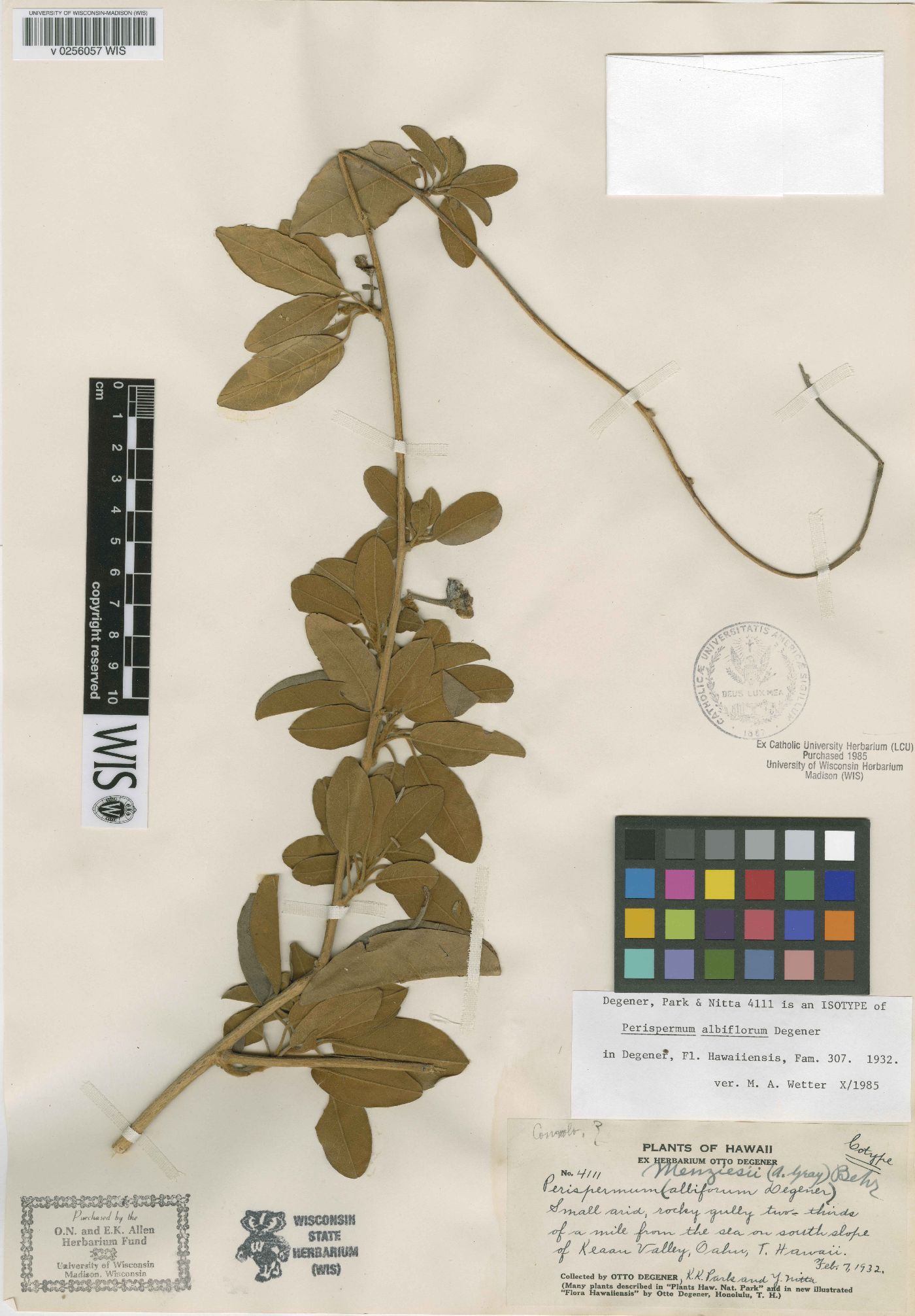 Perispermum albiflorum image