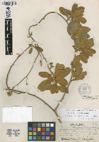 Perispermum albiflorum image