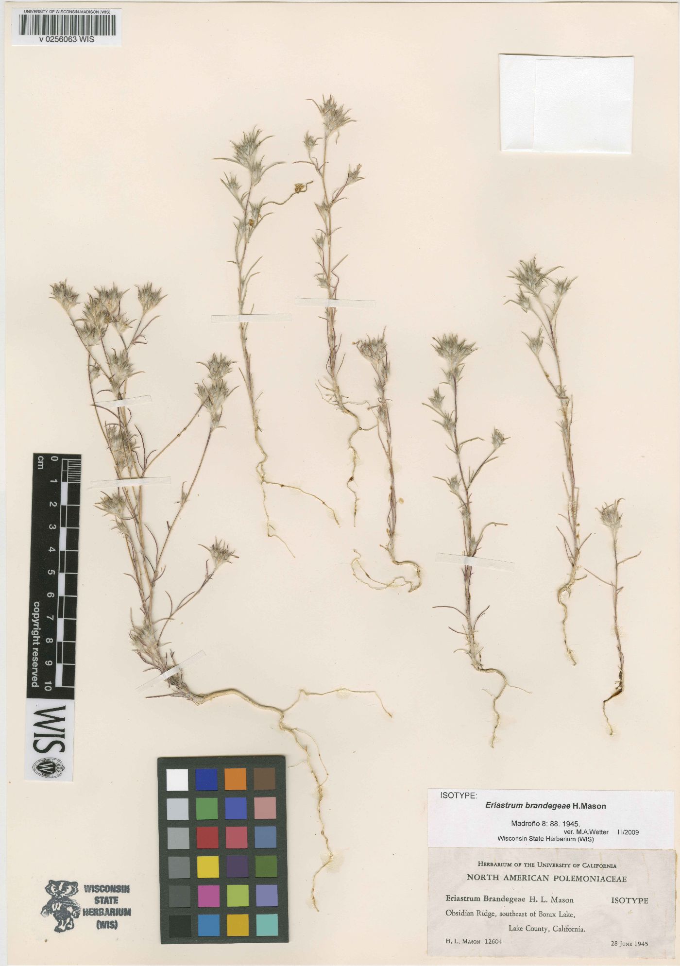 Eriastrum brandegeeae image