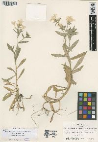 Phlox drummondii subsp. drummondii image