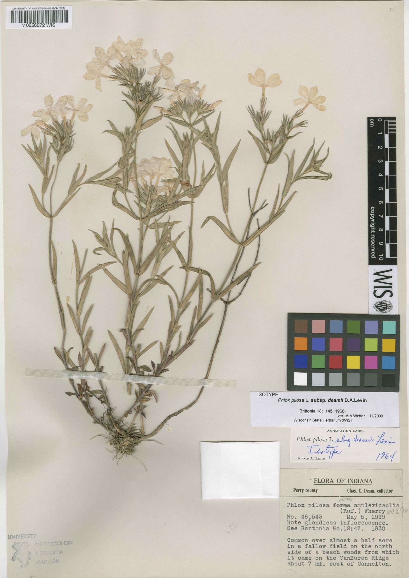 Phlox pilosa subsp. deamii image