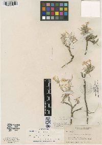 Phlox viridis subsp. compacta image