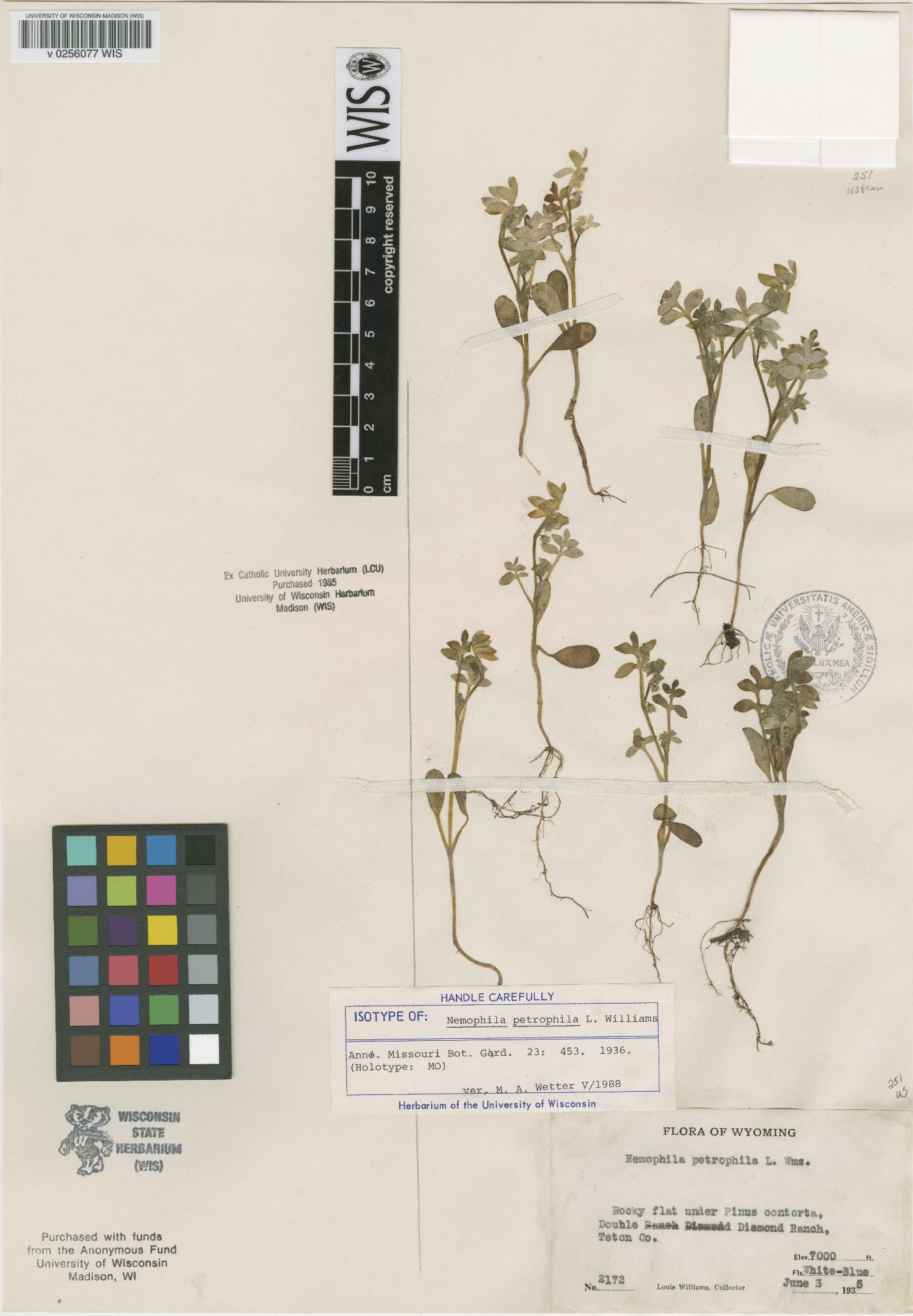 Nemophila petrophila image