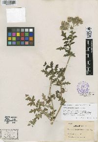 Phacelia alvordensis image