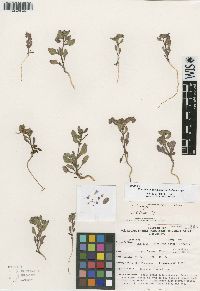 Phacelia beatleyae image