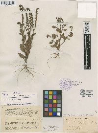 Phacelia heterosperma image