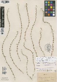 Allocarya leptoclada image