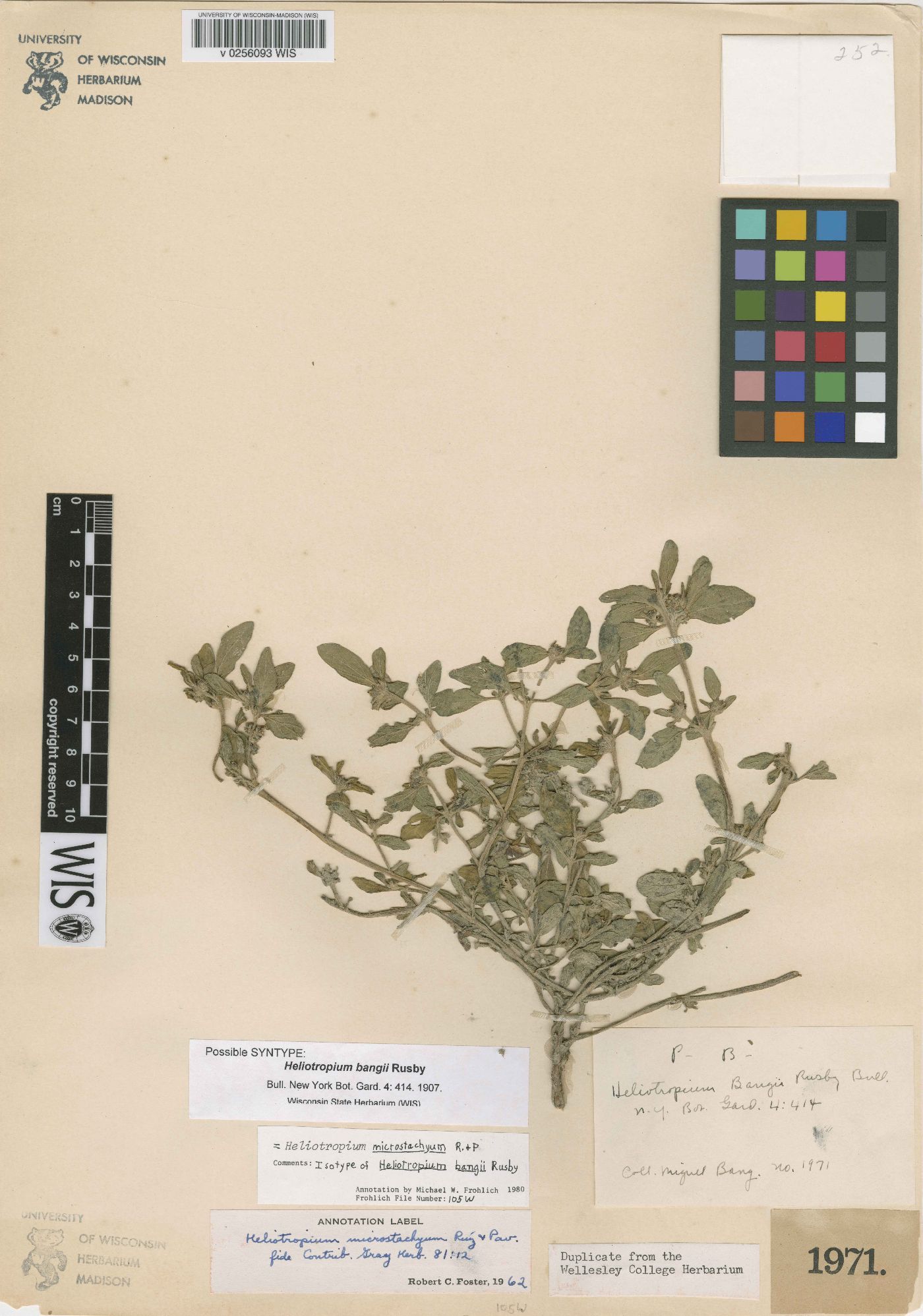Heliotropium microstachyum image