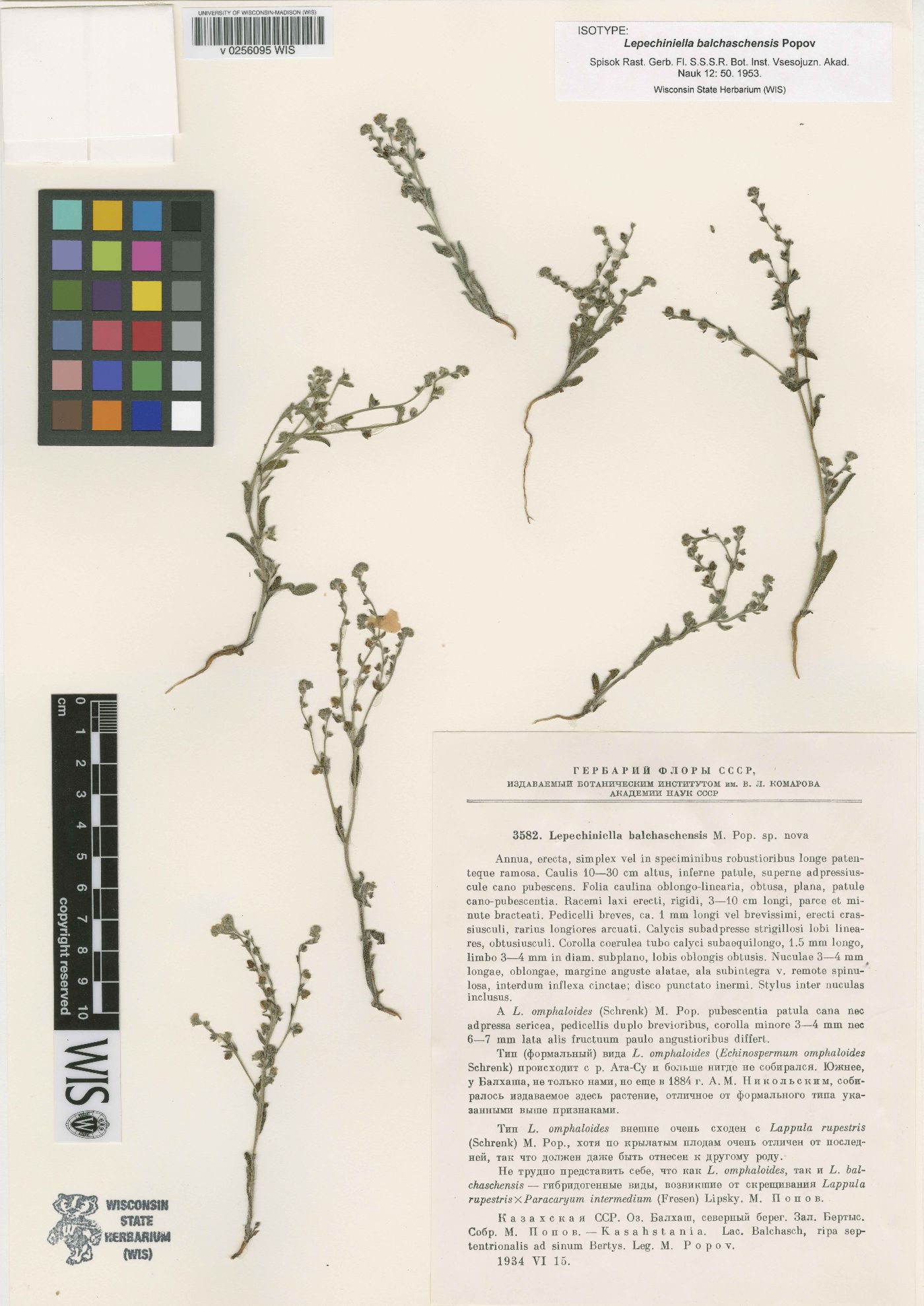 Lappula lasiocarpa image