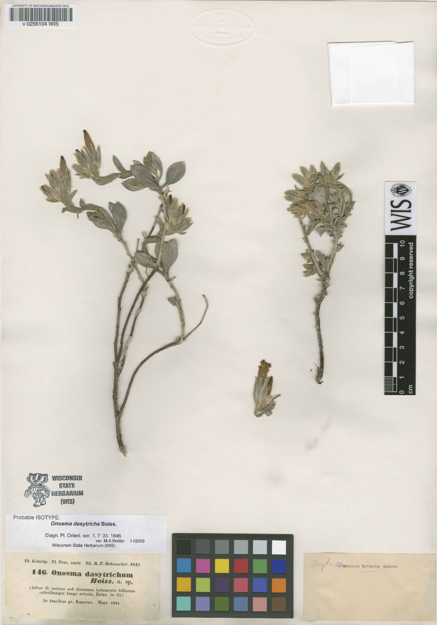Onosma dasytricha image