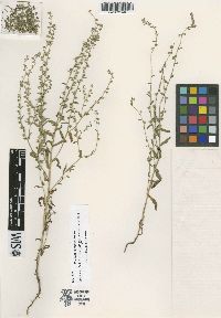Rochelia karsensis image
