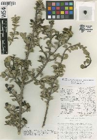 Citharexylum pachyphyllum image