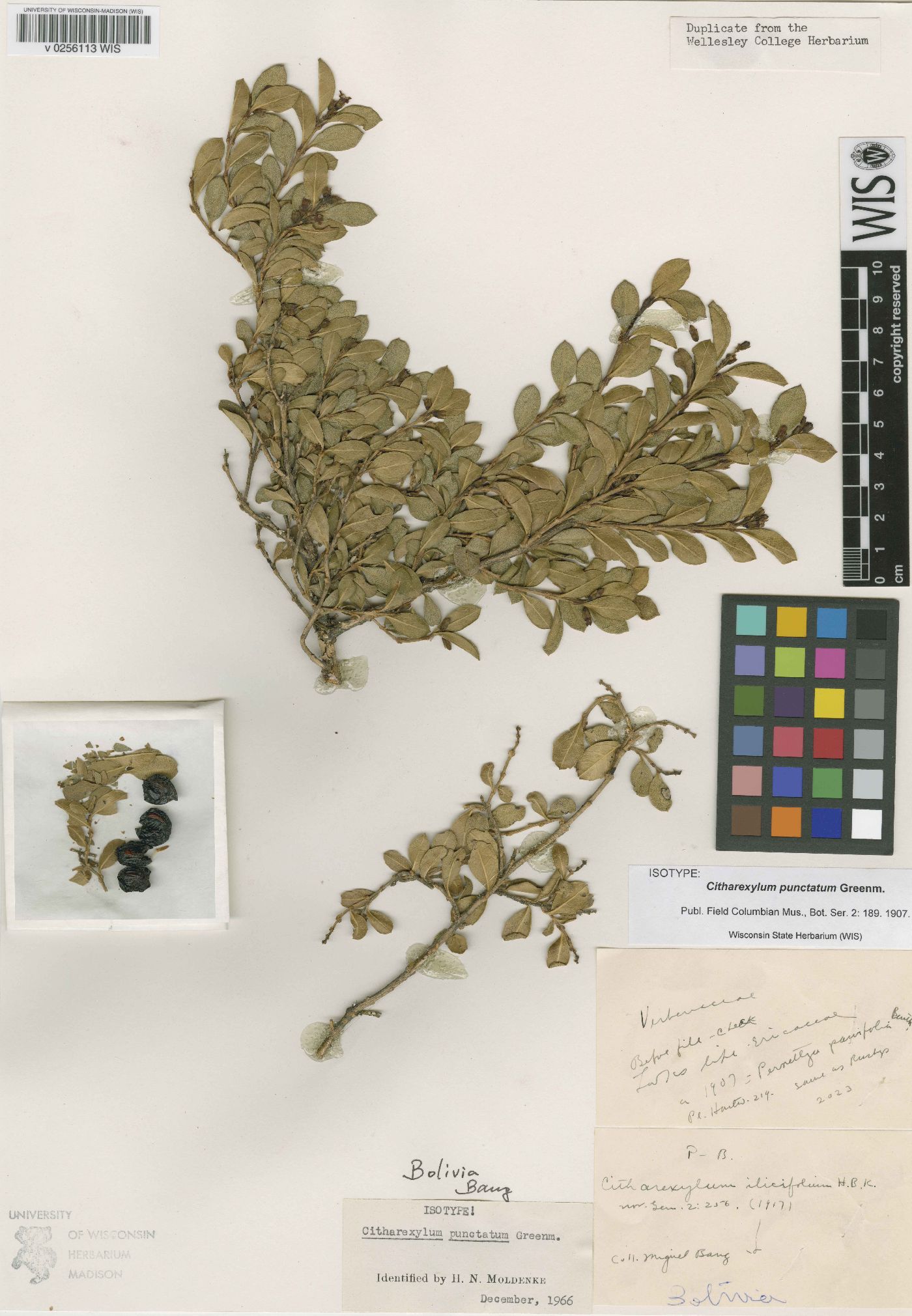 Citharexylum punctatum image