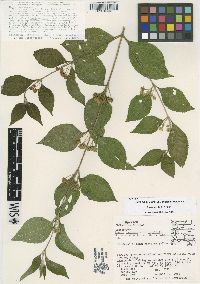 Lippia myriocephala image