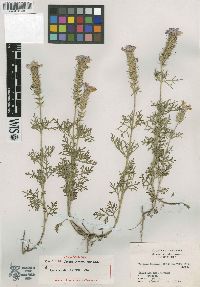 Glandularia bipinnatifida var. bipinnatifida image