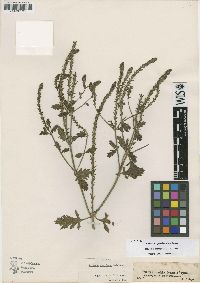 Verbena × perriana image