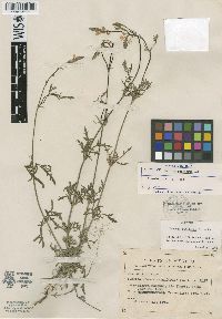 Verbena pinetorum image