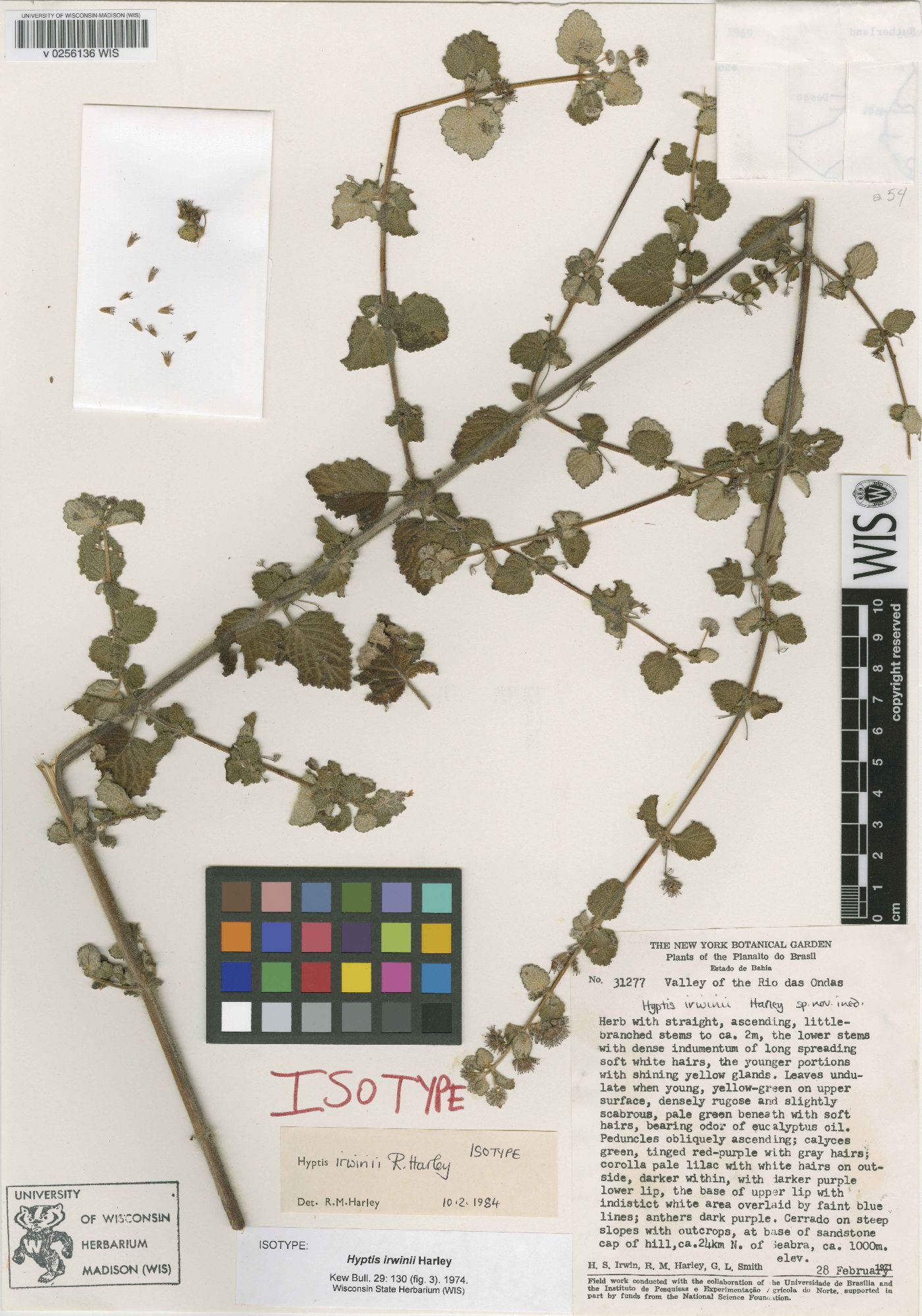 Hyptis irwinii image