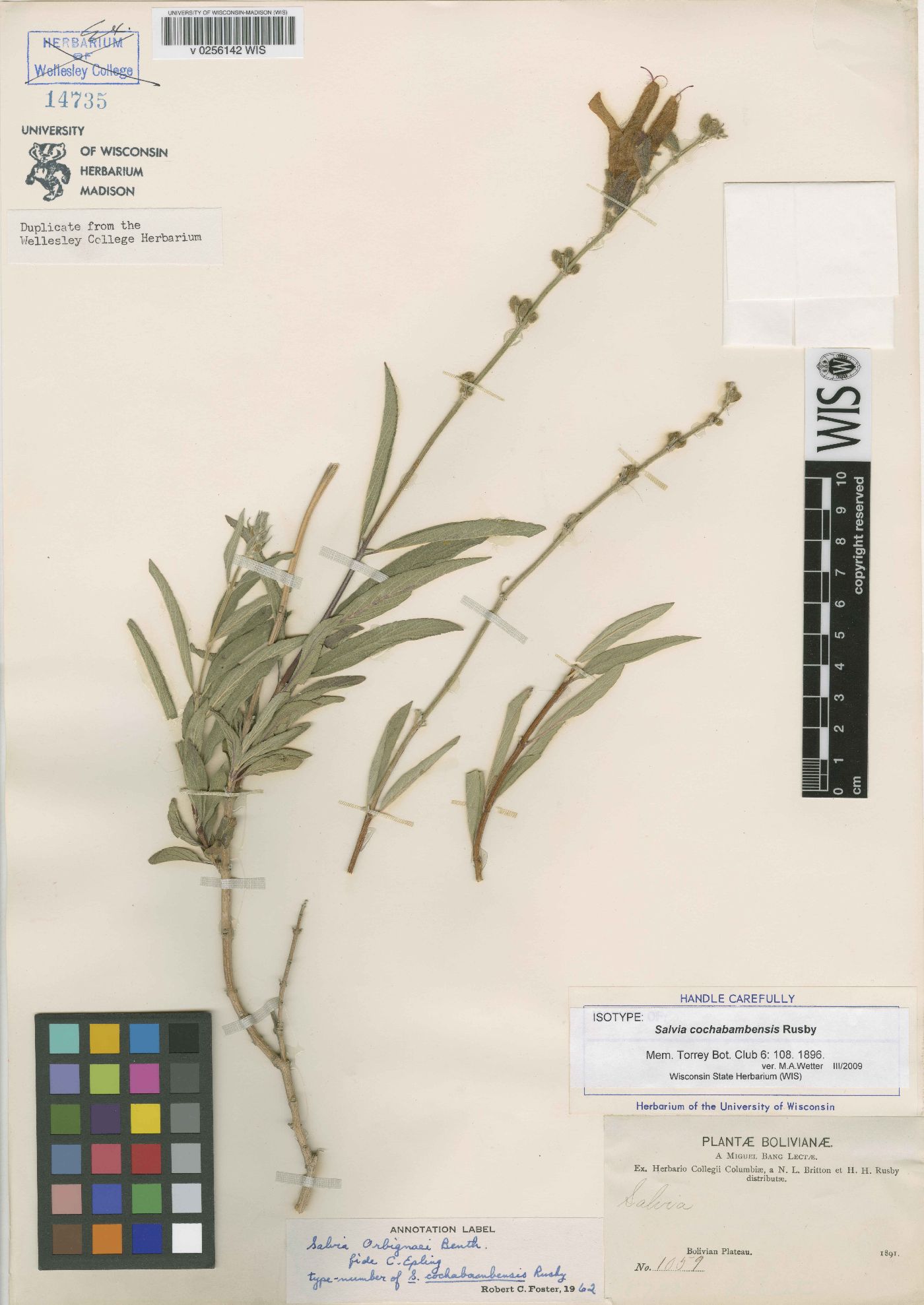 Salvia orbignaei image