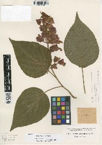 Salvia libanensis image