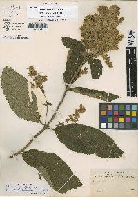 Image of Lepechinia vesiculosa