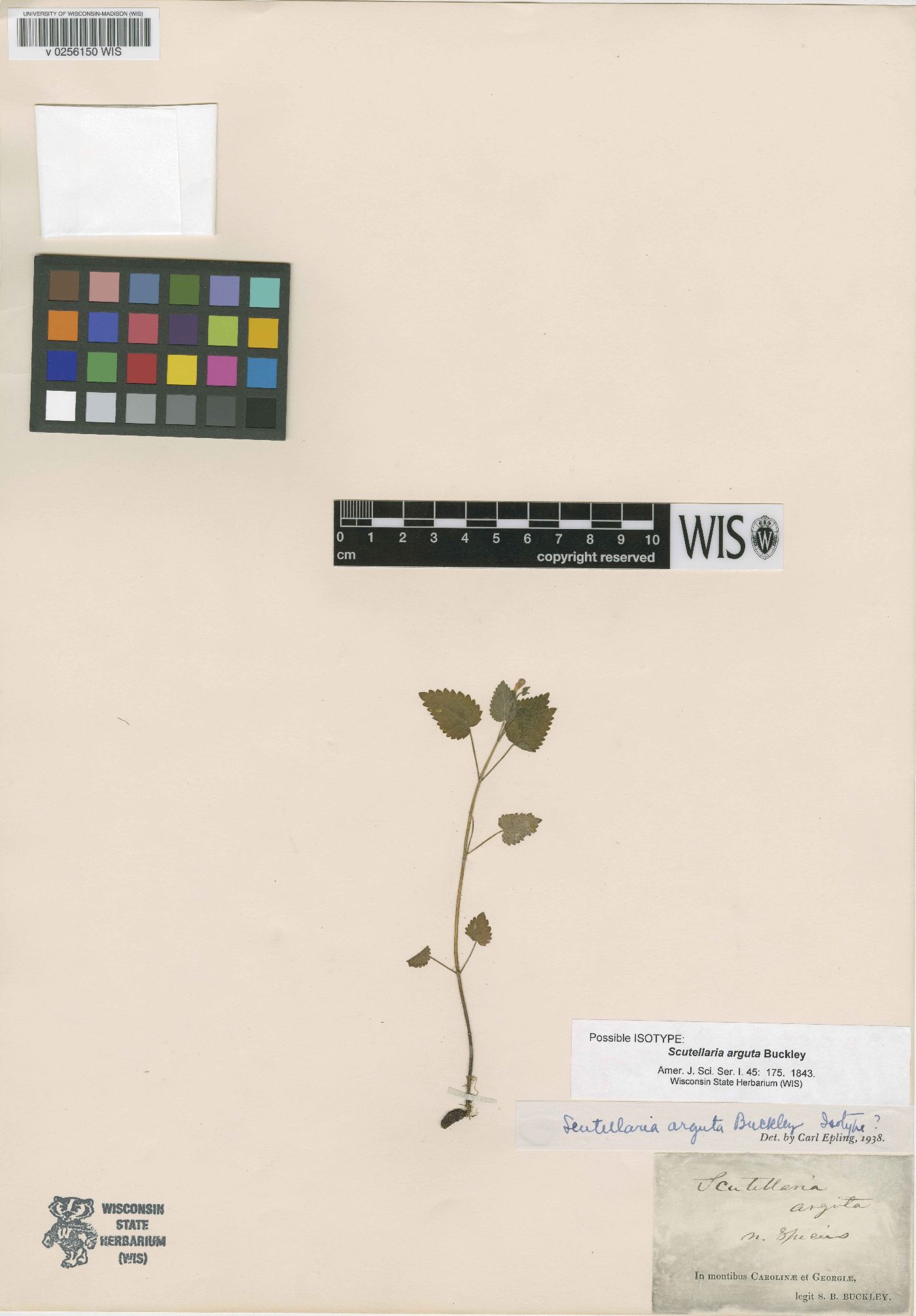 Scutellaria arguta image