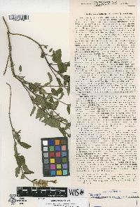 Scutellaria supina image