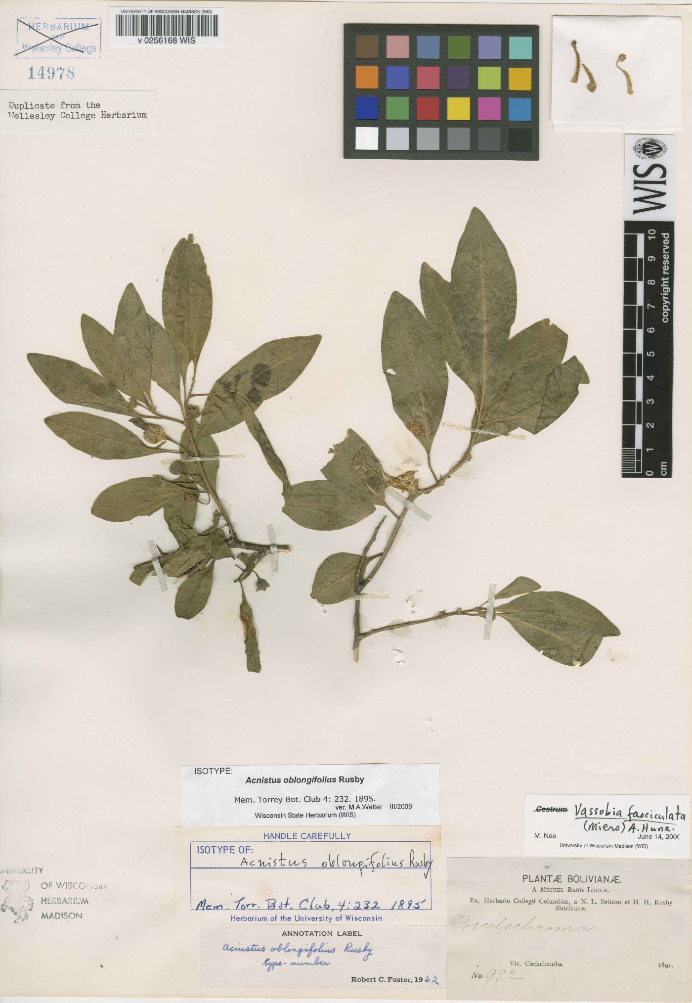 Vassobia fasciculata image