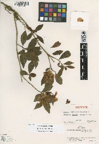 Image of Brunfelsia pilosa