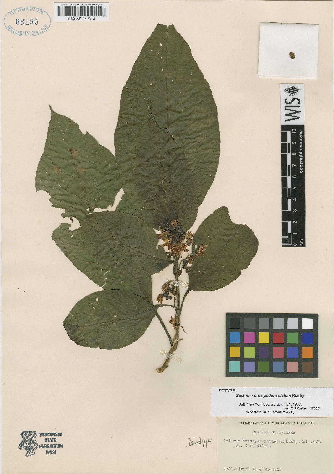 Solanum leucocarpon image