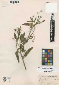 Image of Solanum amygdalifolium