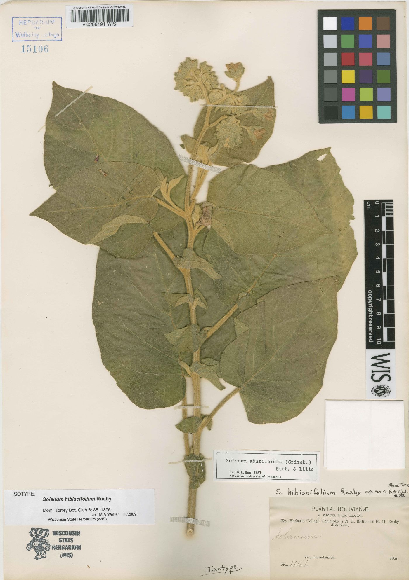 Solanum abutiloides image