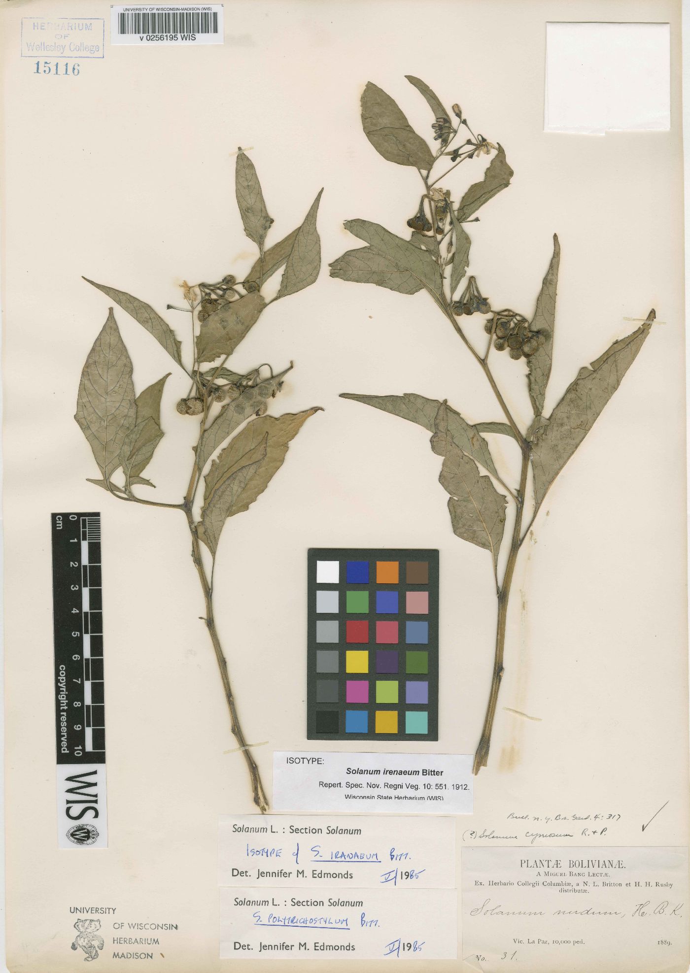 Solanum polytrichostylum image