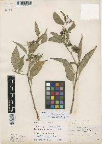 Solanum polytrichostylum image