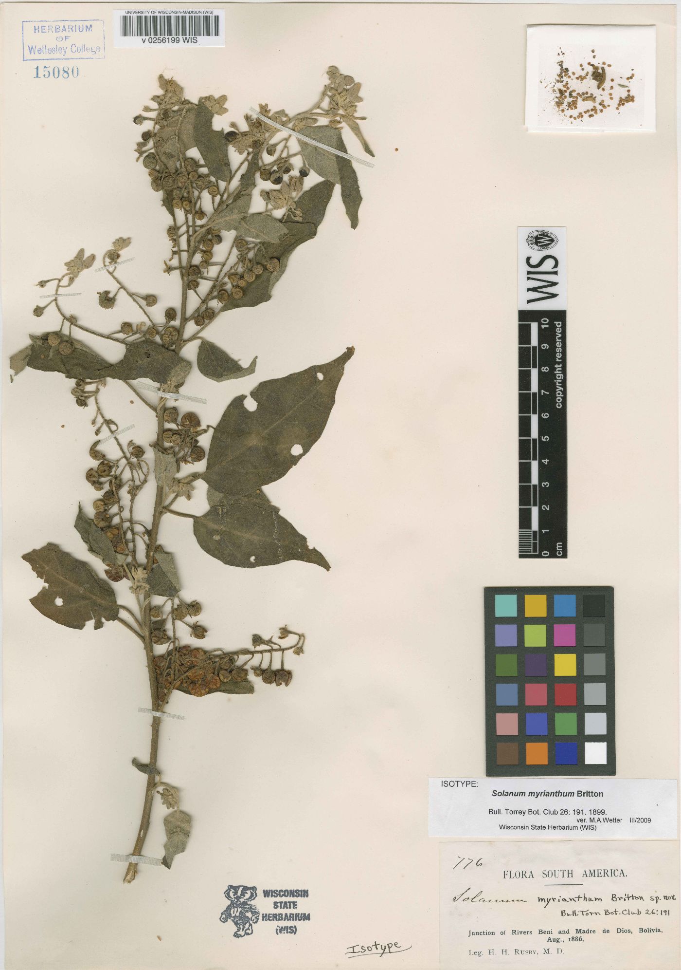 Solanum crotonifolium image
