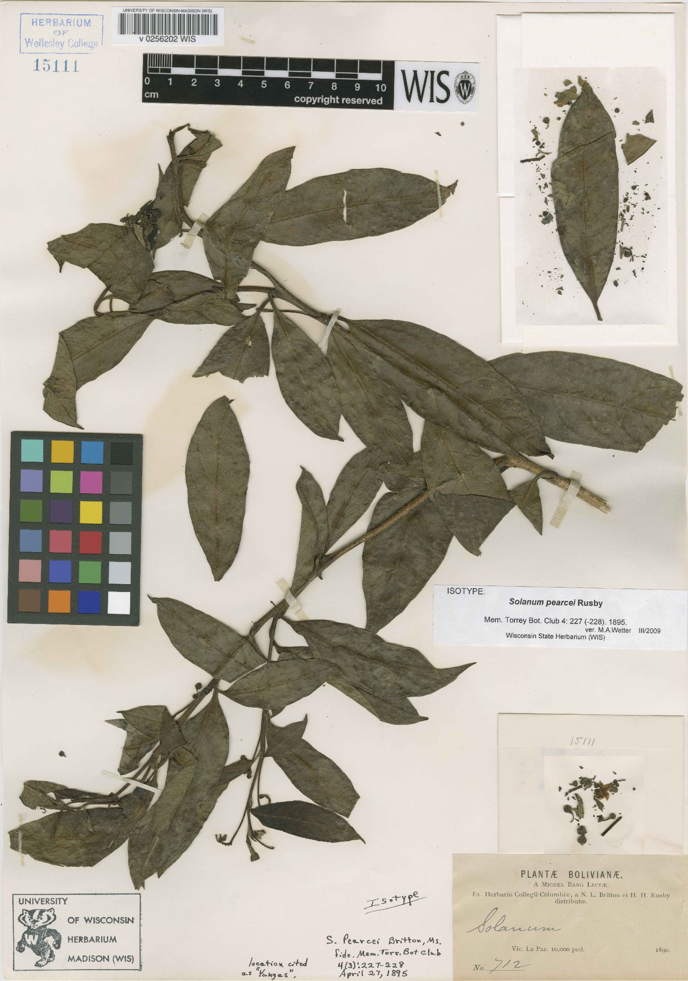 Solanum acuminatum image