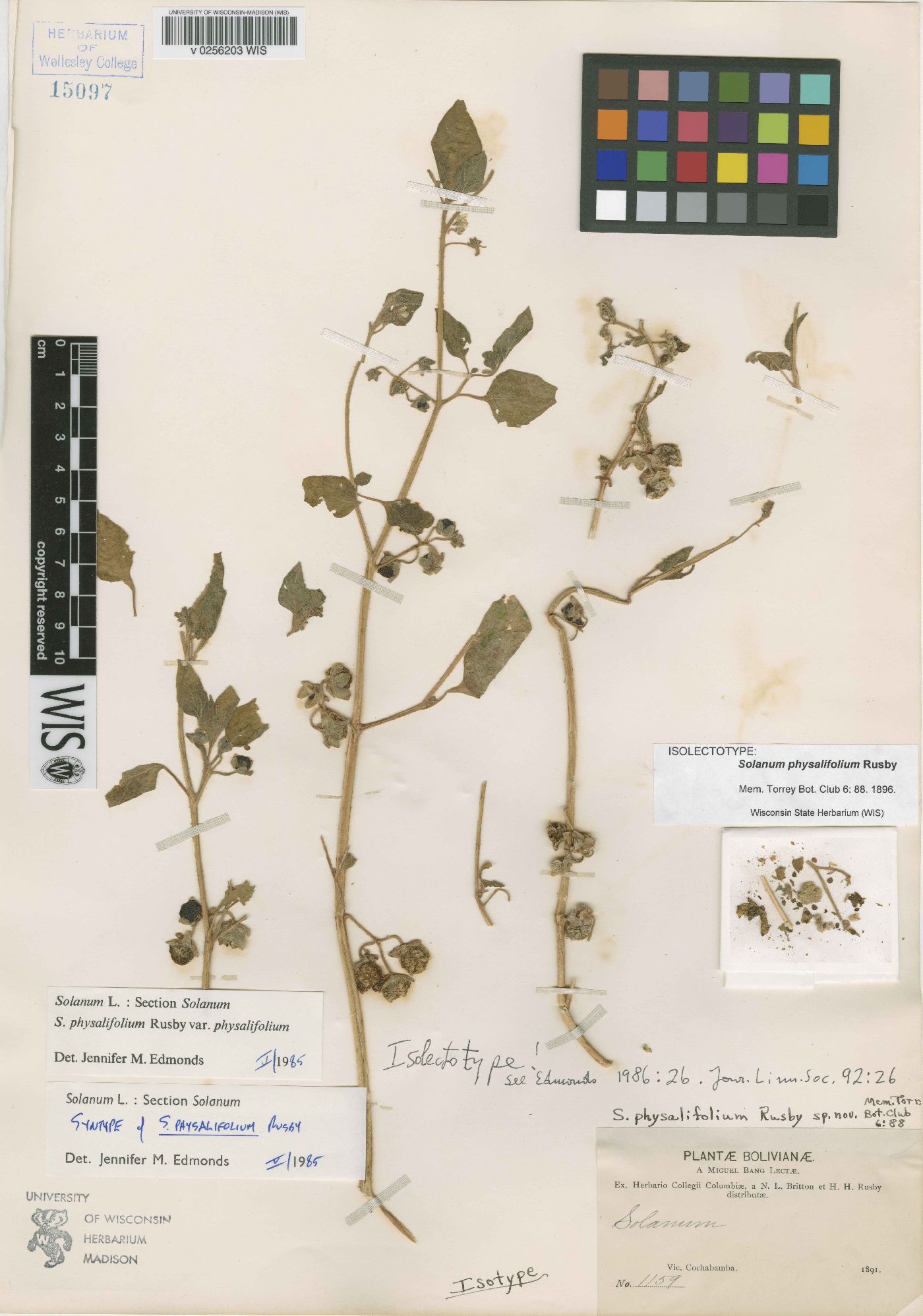 Solanum physalifolium var. physalifolium image