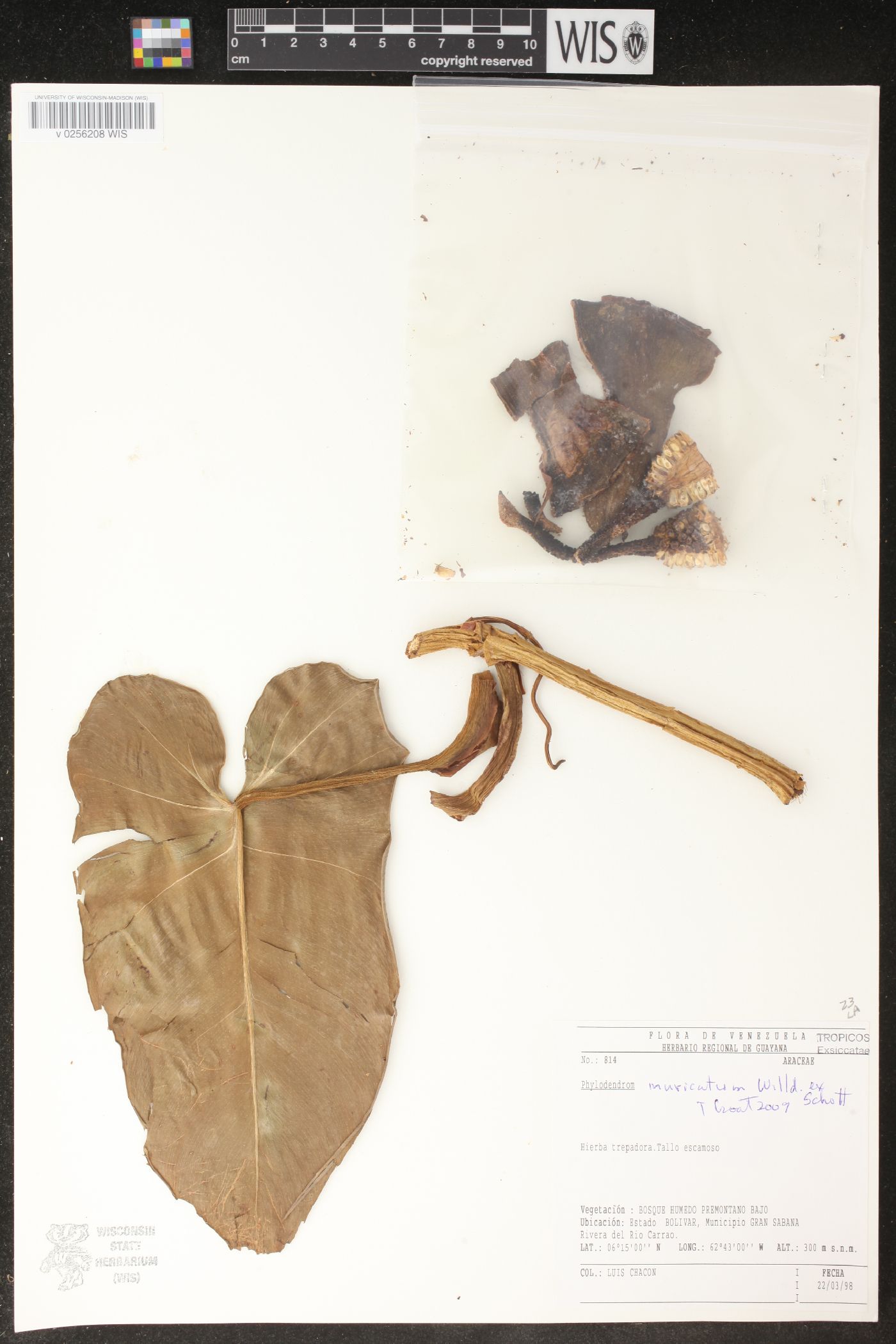 Philodendron muricatum image