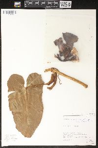 Philodendron muricatum image