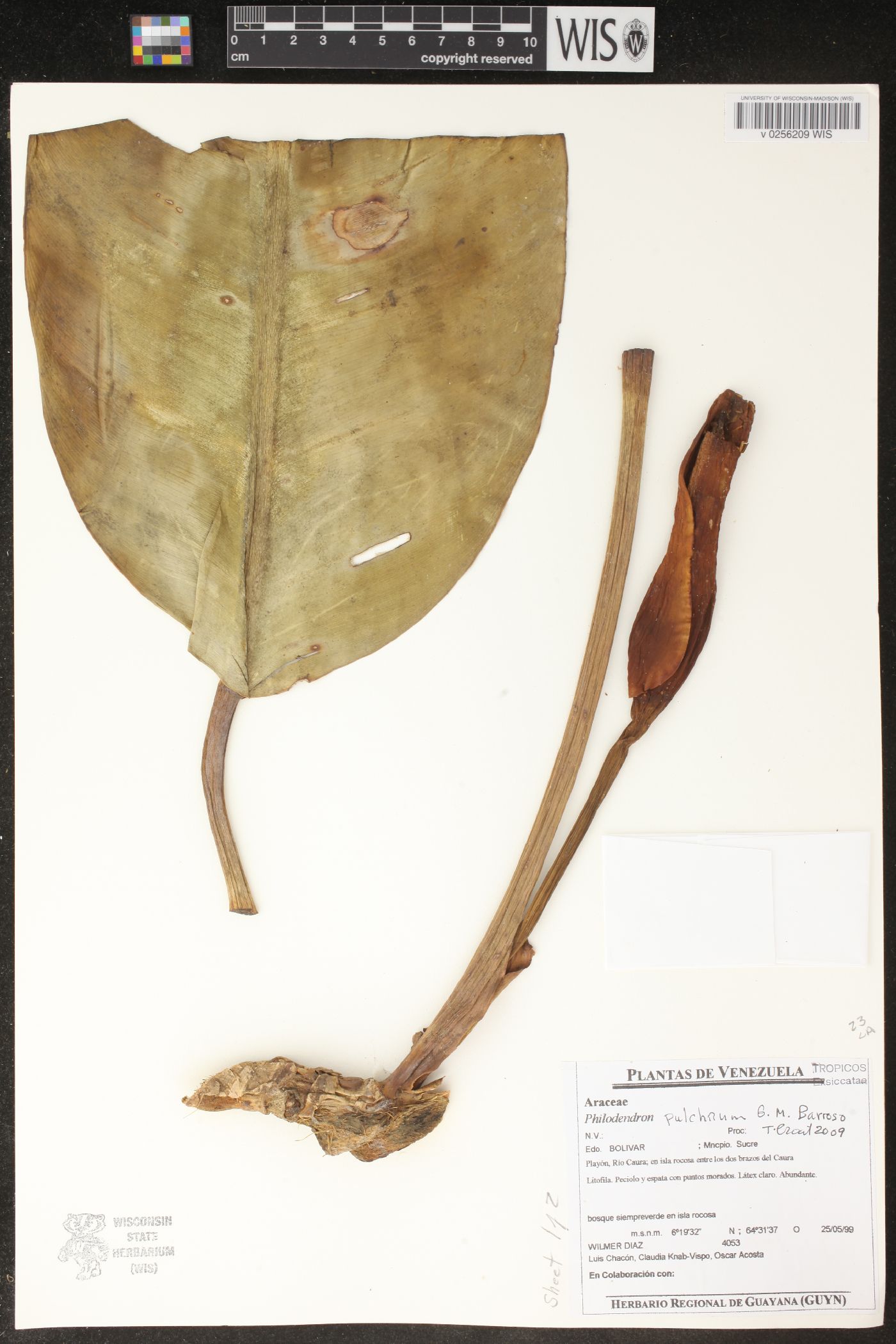 Philodendron pulchrum image